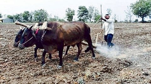 farmer sowing in summer cotton and soybean crop is likely to increase nanded