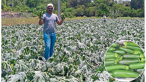 foreign zucchini