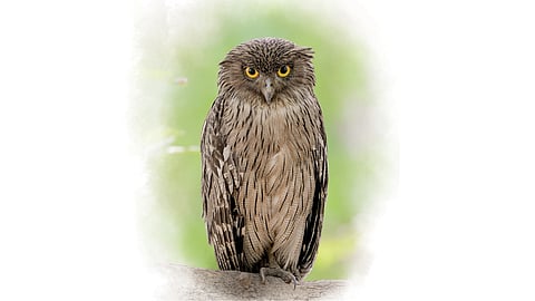 Panchdhara Owl
