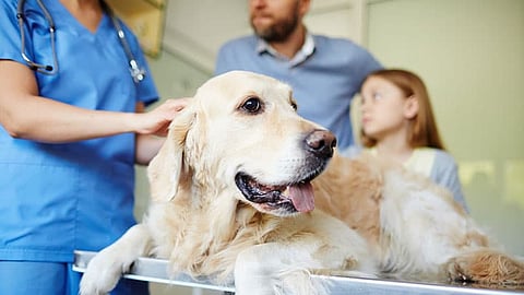 Dog at Veternary