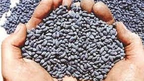 Cotton seed sales 