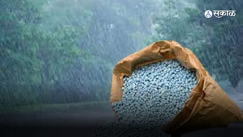 Osmanabad 75 mm heavy rain farmers rush to buy fertilizer seeds