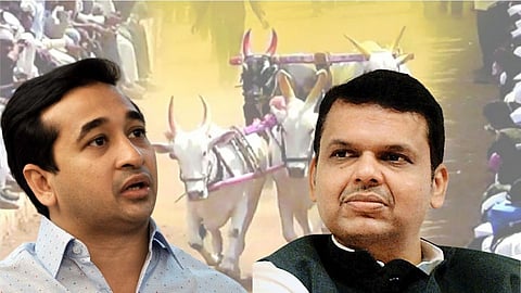 bjp mla Nitesh Rane announcement price for bullock cart race bjp devendra fadnavis 