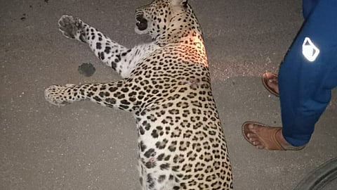 leopard