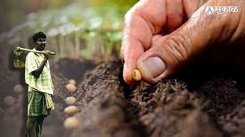 agriculture news Soybean price hike of Rs 350 pune 