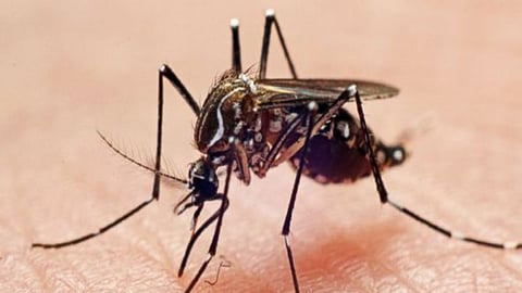 mosquitoes