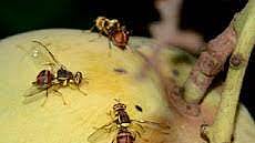 Fruit fly on Mango