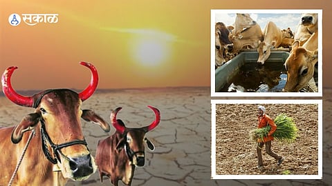 Nanded Livestock market for sale scarcity of feed and water 