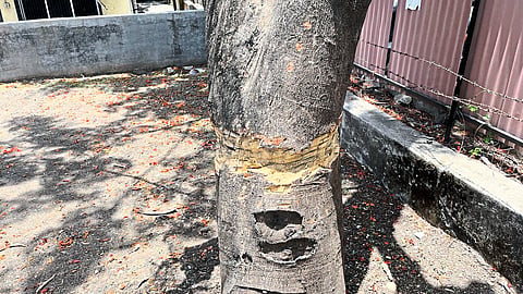 tree cutting
