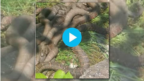 Viral Video of snakes