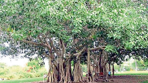 वटवृक्षास 