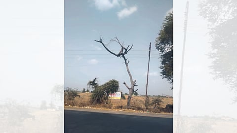 old & crooked tree