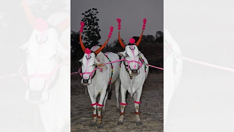 murambi bulls pair