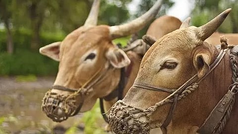 Ox pair