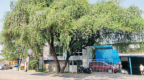  वृक्ष 