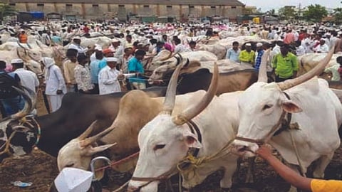 Bull Market