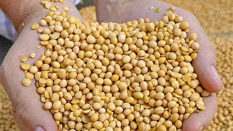 soybean seeds Production