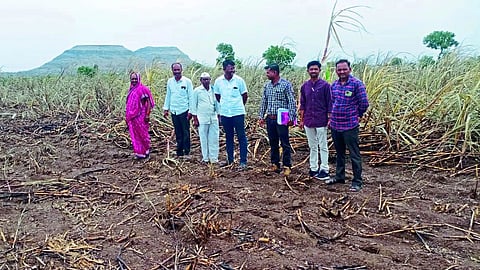 burned sugarcane field