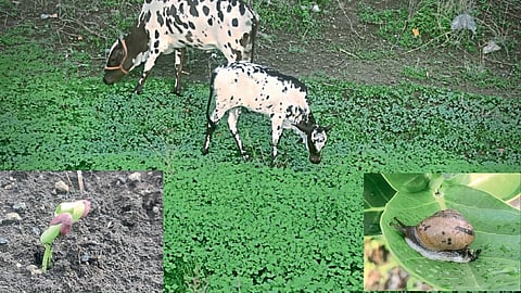 Nanded monsoon rain weather update farmer cotton kharif sowing