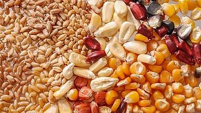 Akola Agriculture Department Seed sale Guardian Minister Bachchu Kadu 