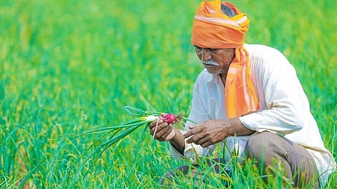 Nanded sowing season farmers Confused about monsoon 