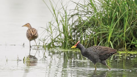 Waterfowl