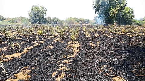 burned crop
