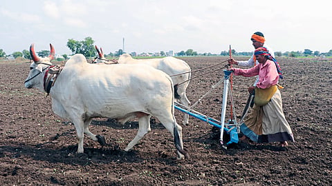 farmers sowing