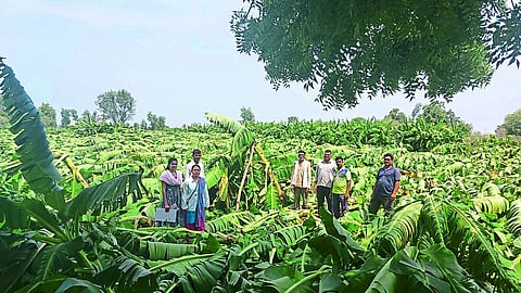 banana Farm