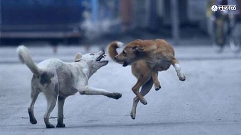 stray dogs