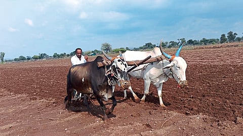 sowing 
