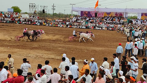 Bull Race In Karjat Of Ahmednagar 