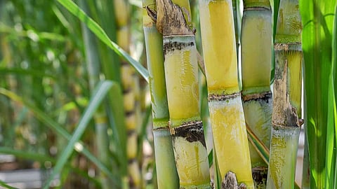 farmer crisis sugarcane growers Cost of production is huge than FRP agriculture