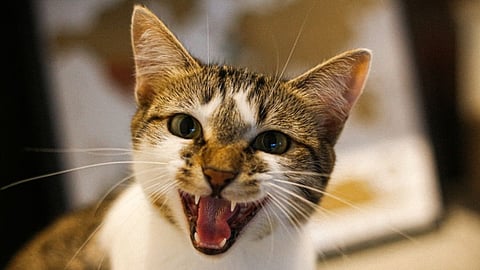20 cats take owners life; been starving for two weeks