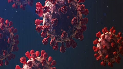 corona virus 