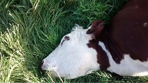 bulls death