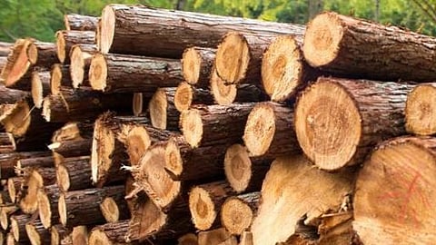 Wood Cutting