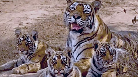 balasaheb Thackeray International Zoo lee tigeress third baby death nagpur 