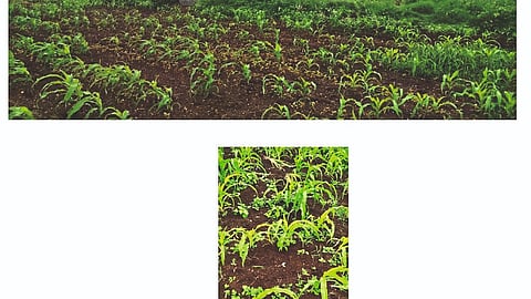 Agriculture news