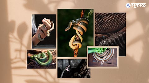 World Snake Day: हा दिवस का साजरा केला जातो ? 