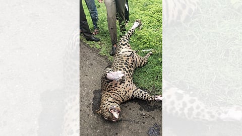leopard Dead Body Found in river latest marathi news