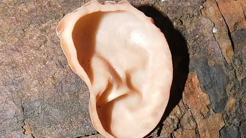 Human Ear Shaped Fungus 