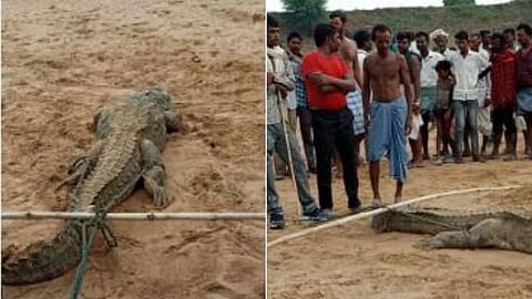 crocodile 