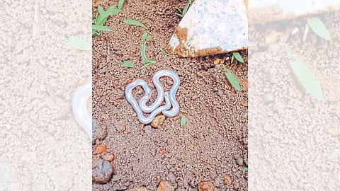 rare white snake found