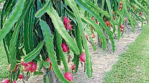 sangli