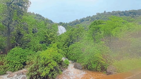 Enjoy rainy season tourism carefully Forest Department appeals to tourists