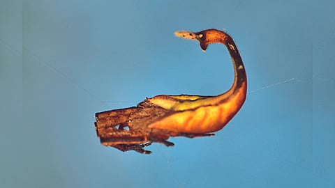 Scorpion tailed spider 