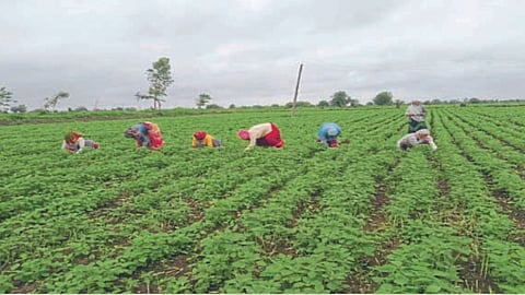 Cotton sowing Decreased in Barshitakali taluka Akola