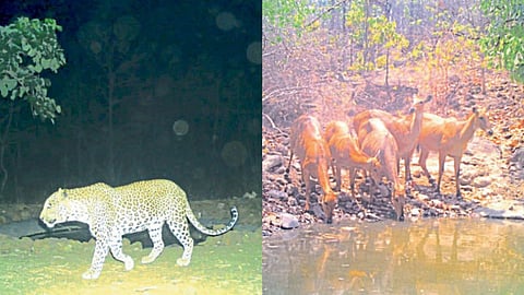 Nanded number of wild animal
