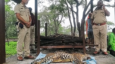 Dead leopard in Mohdari forest park in Sinnar Latest Marathi News